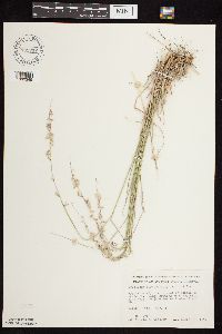 Bouteloua curtipendula image