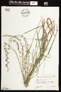 Bouteloua curtipendula image