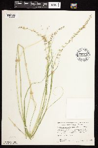 Bouteloua curtipendula image