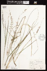 Bouteloua curtipendula image