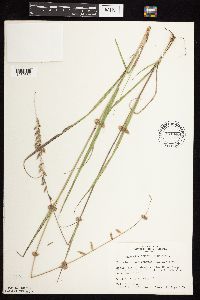 thumbnail image of current specimen