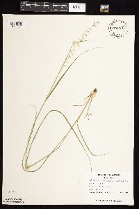 Bouteloua curtipendula image