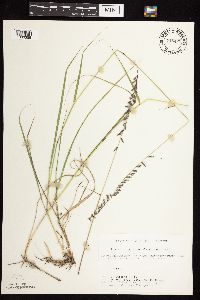 Bouteloua curtipendula image