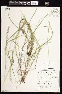 Bouteloua curtipendula image