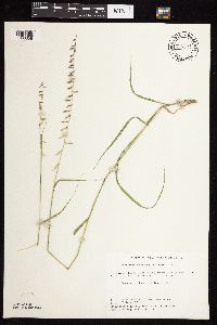 Bouteloua curtipendula image