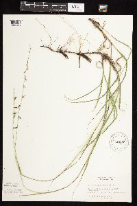 Bouteloua curtipendula image