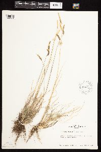 Bouteloua gracilis image