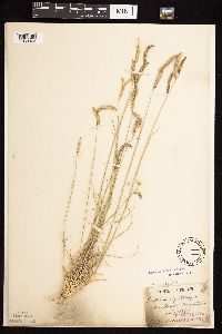 Bouteloua gracilis image