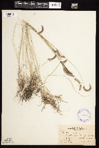 Bouteloua gracilis image