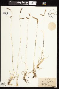 Bouteloua gracilis image