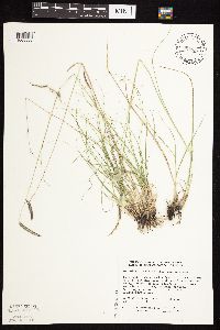 Bouteloua gracilis image