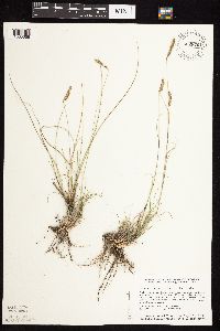 Bouteloua gracilis image