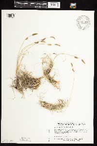 Bouteloua gracilis image