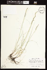 Bouteloua gracilis image