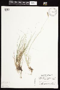 Bouteloua gracilis image