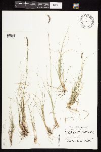 Bouteloua gracilis image