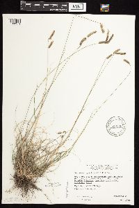 Bouteloua gracilis image