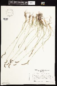 Bouteloua gracilis image