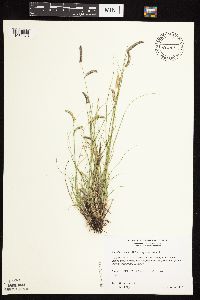 Bouteloua gracilis image