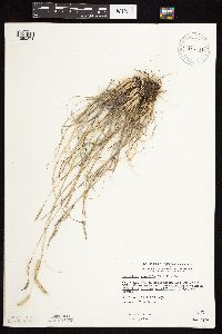 Bouteloua gracilis image