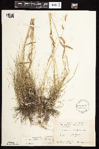Bouteloua gracilis image