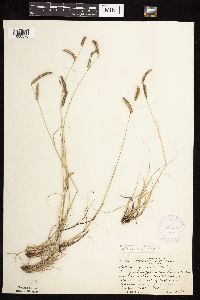 Bouteloua gracilis image