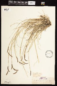 Bouteloua gracilis image