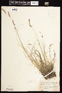 Bouteloua gracilis image