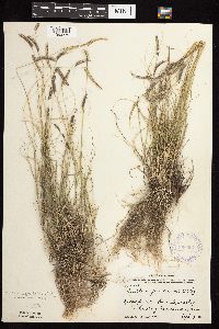 Bouteloua gracilis image