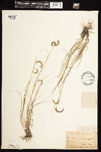 Bouteloua gracilis image