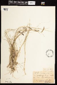 Bouteloua gracilis image