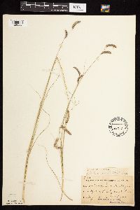 Bouteloua gracilis image