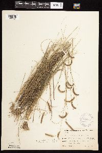 Bouteloua gracilis image