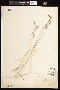 Bouteloua gracilis image