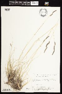 Bouteloua gracilis image