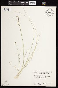 Bouteloua gracilis image