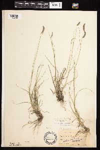 Bouteloua gracilis image