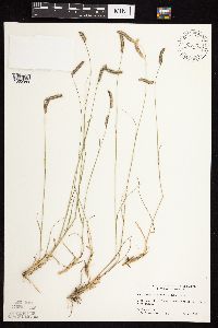 Bouteloua gracilis image