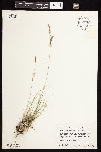 Bouteloua gracilis image