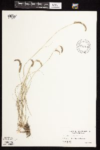 Bouteloua gracilis image