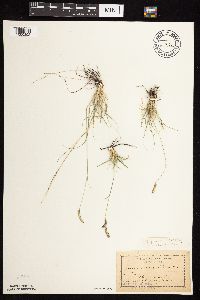 Bouteloua gracilis image