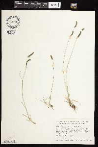 Bouteloua gracilis image