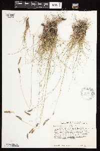 Bouteloua gracilis image