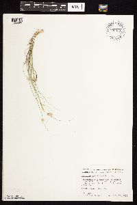 Bouteloua gracilis image