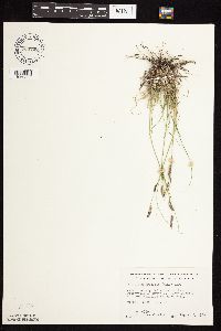 Bouteloua gracilis image
