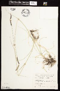 Bouteloua gracilis image