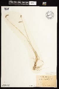 Bouteloua gracilis image
