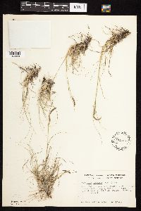 Bouteloua gracilis image