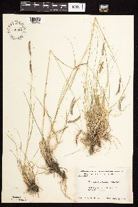 Bouteloua gracilis image