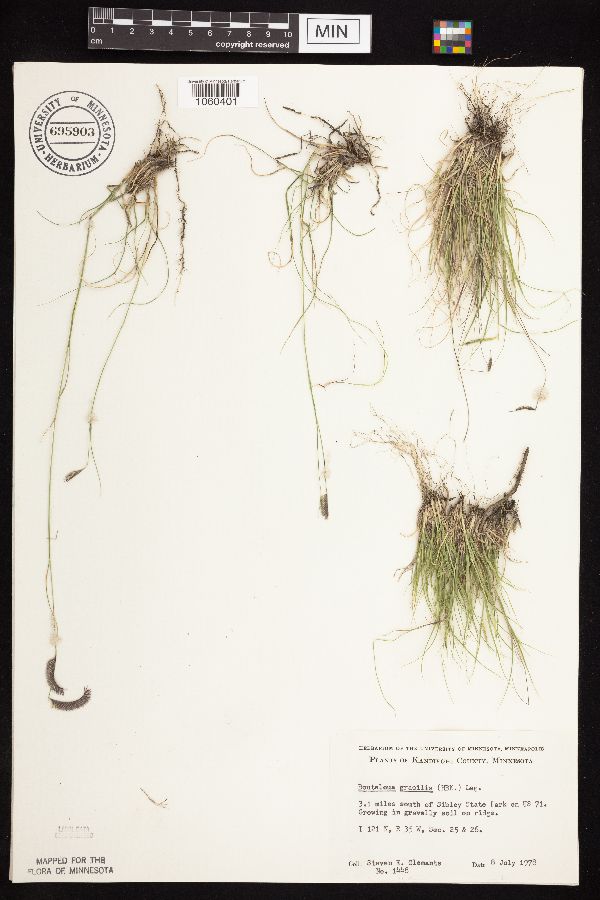 Bouteloua gracilis image